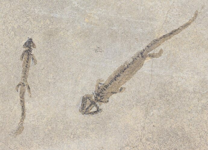 Four Permian Branchiosaur (Amphibian) Fossils - Germany #50723